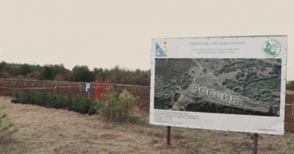 Посадка новой рощи в Севастополе
